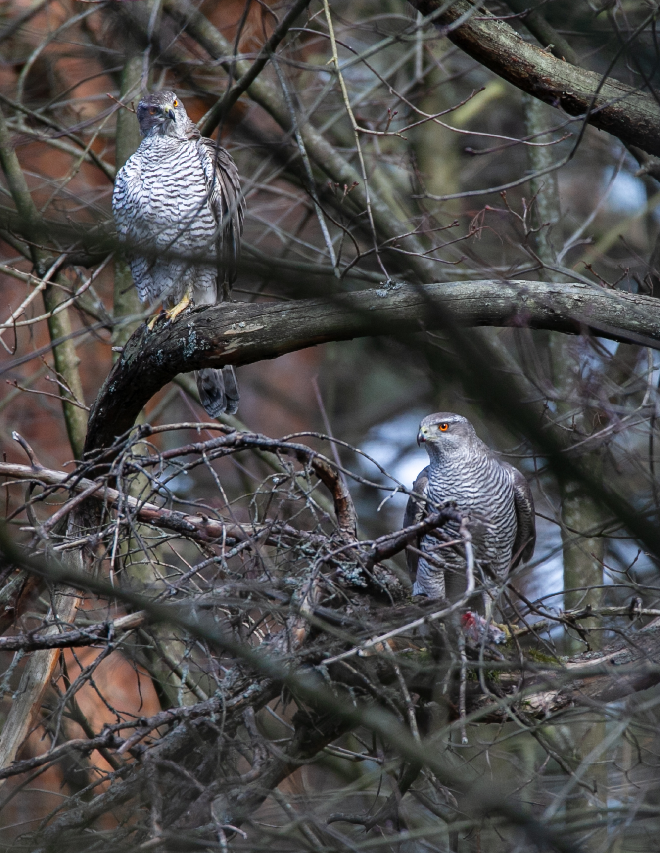 A pair of Goshawks