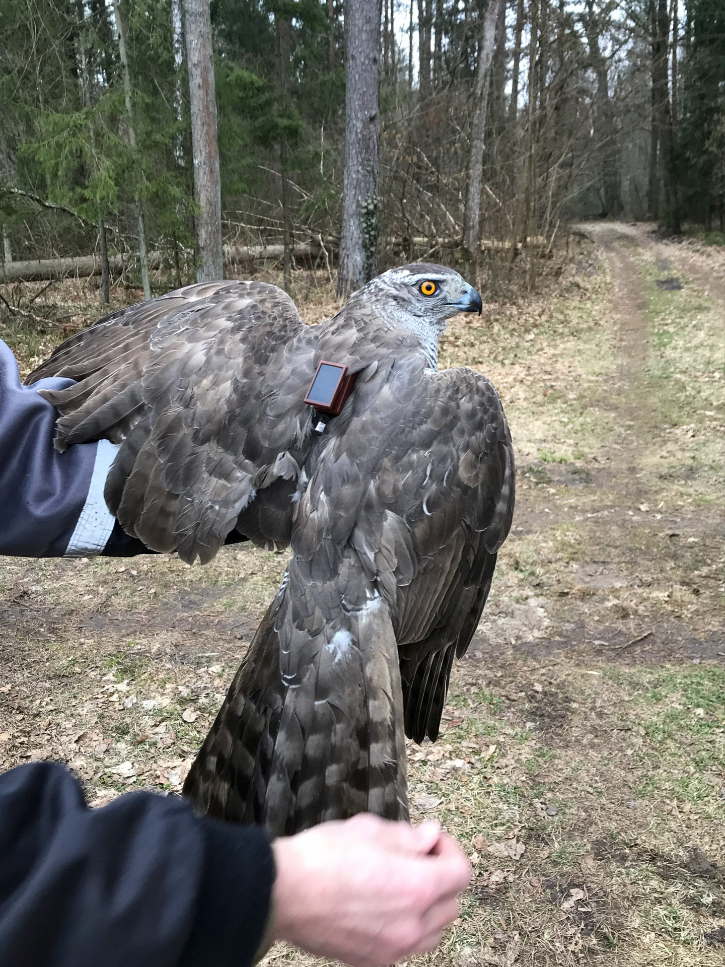 Goshawk male with GPS logger (fot. P. Mirski) 