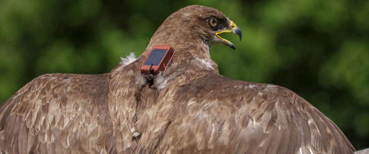 Common Buzzard