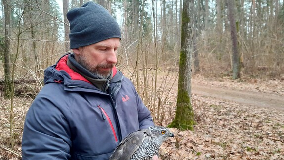 pierwsze Ülo Väli holding Goshawk male (fot. P. Mirski)