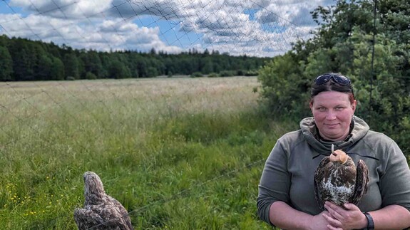 Grete, trapping site and trapped Buzzard