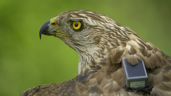 Goshawk 