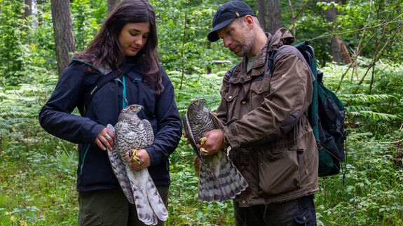 Jo, Ulo and the goshawks, photo by Jaan Grosberg