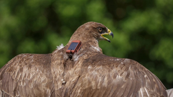 Common Buzzard