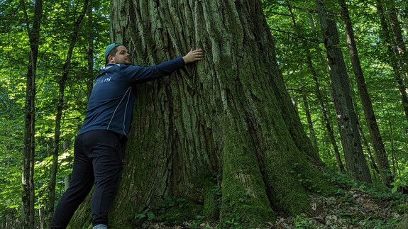 Freddy and the giant oak, somewhere up is the old buzzard nest