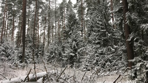 It is a quiet time in Białowieża