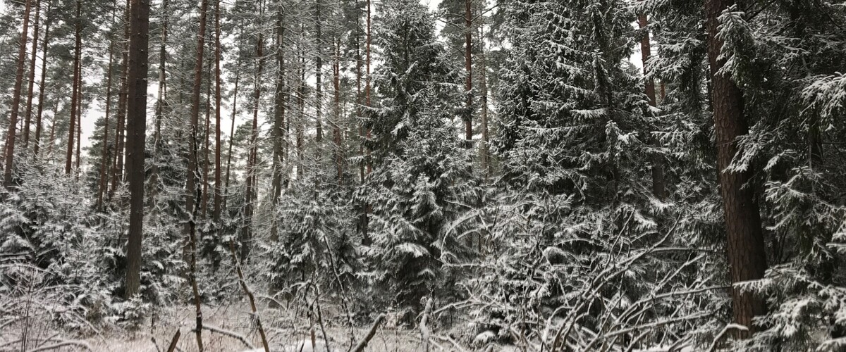 It is a quiet time in Białowieża