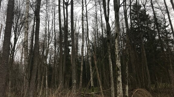 It is a quiet time in Białowieża